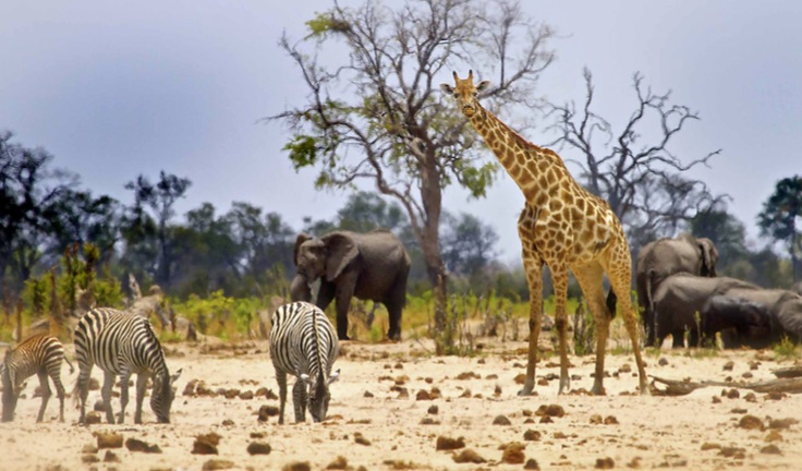 African wildlife