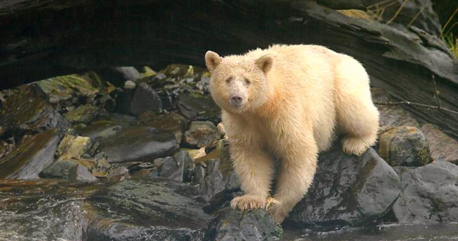 Polar Bear in Canada's Arctic region