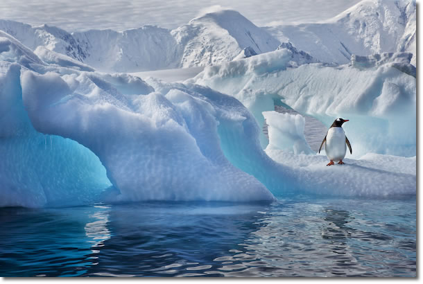 Penguin in the ice in Antractica