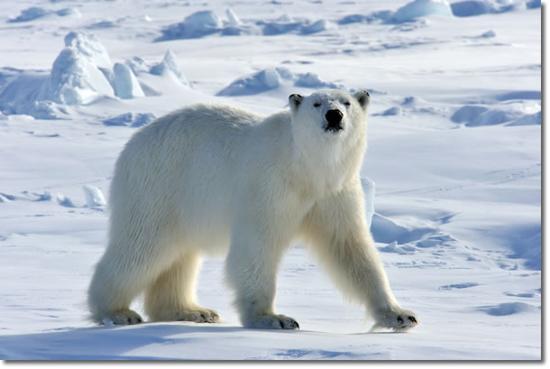 Polar Bear in the Arctic