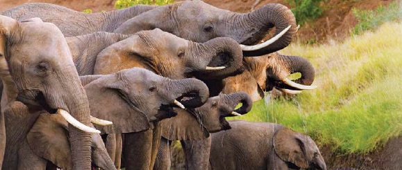 Elephants in South Africa