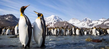 King Penguins