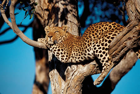 Leopard